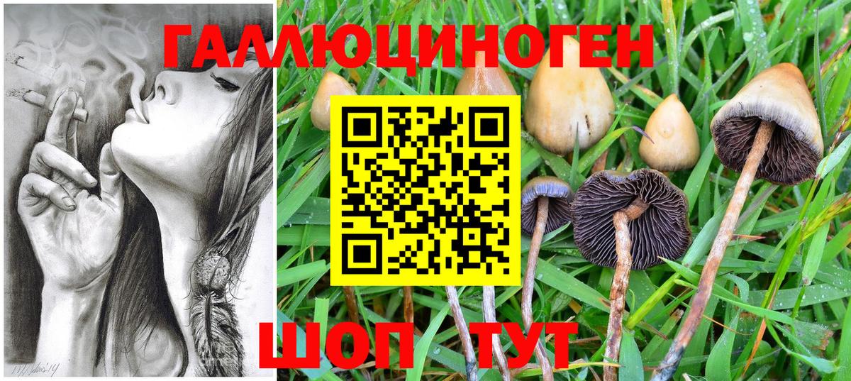 Псилоцибиновые грибы Psilocybine cubensis Красноярск